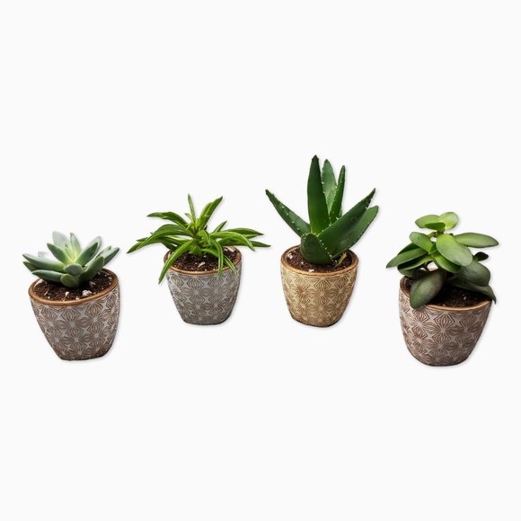 Set of 4 Mini Terracotta Succulent Pots - Picture 3 of 7